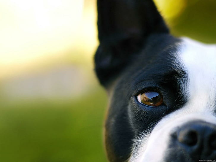 Черно-бял външен вид на френски булдог, черно-бяло късо палто куче, булдог, куче, животно, око, поглед, HD тапет