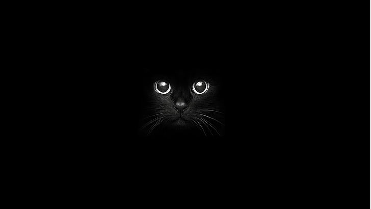 kara kedi, kedi, HD masaüstü duvar kağıdı