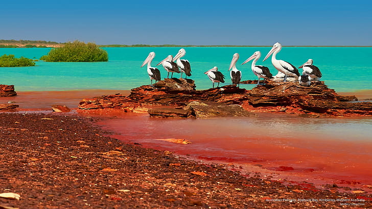 Pelikan Australia, Teluk Roebuck, Kimberley, Australia Barat, Oseania, Wallpaper HD