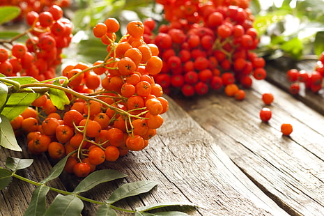 round orange fruit, autumn, berries, table, blur, red, orange, Rowan, bokeh, wallpaper., rowan berry, HD wallpaper HD wallpaper