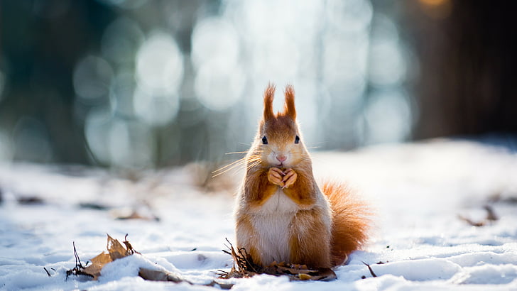 white and brown squirrel, squirrel, cute animals, snow, winter, 4k, HD wallpaper