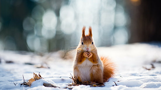 white and brown squirrel, squirrel, cute animals, snow, winter, 4k, HD wallpaper HD wallpaper