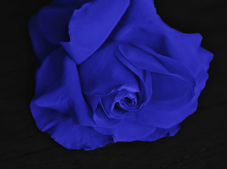 Single Blue Rose, blue flower, Aero, Black, Blue, Flower, Color, Love, Roses, Rose, Plant, Macro, Romance, Romantic, Valentine, Wedding, beauty purple, HD wallpaper