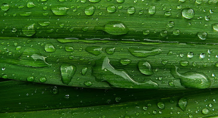 water droplets on green leaf, Raindrops, water droplets, green leaf, panasonic, macro, close up, drops, nature, color, digital, freshness, leaf, green Color, drop, backgrounds, dew, plant, close-up, wet, water, pattern, abstract, HD wallpaper