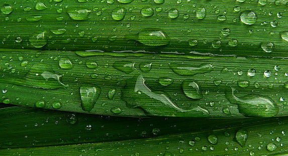 gotas de água na folha verde, pingos de chuva, gotas de água, folha verde, panasonic, macro, close-up, gotas, natureza, cor, digital, frescura, folha, verde cor, gota, fundos, orvalho, planta, close-up, molhado,água, padrão, abstrato, HD papel de parede HD wallpaper