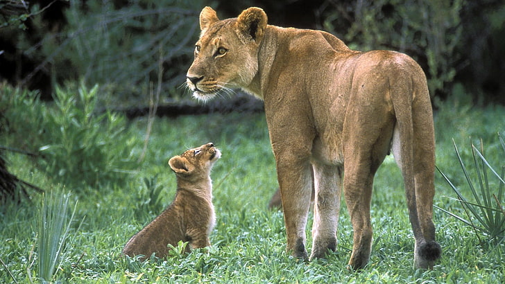 lioness and cub image, HD wallpaper
