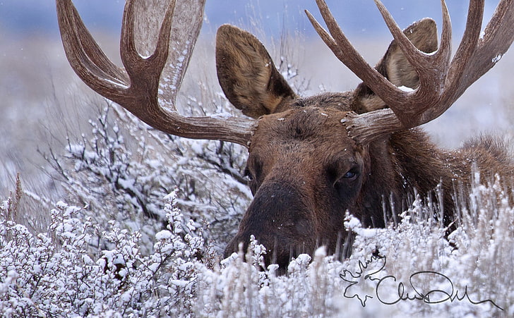 brown stag deer, winter, snow, horns, the bushes, moose, HD wallpaper