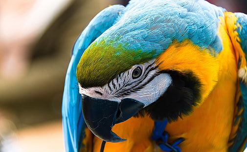 Papuga Ara Ararauna, niebiesko-żółta ara, zwierzęta, ptaki, kolorowe, portret, papuga, niebiesko-żółta ara, ara ararauna, tropikalny ptak, wysoka rozdzielczość, Tapety HD HD wallpaper