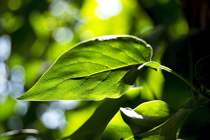 greens, leaves, macro, nature, sheet, glare, the glare of the sun, HD wallpaper