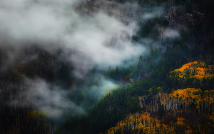 árvore folheada amarela, paisagem, natureza, névoa, outono, floresta, montanhas, árvores, manhã, HD papel de parede