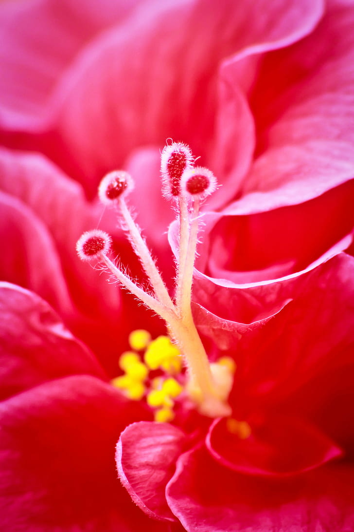 foto close up bunga merah, alam, bunga, tanaman, close-up, daun bunga, makro, Warna pink, beauty In Nature, flower Head, Wallpaper HD, wallpaper seluler