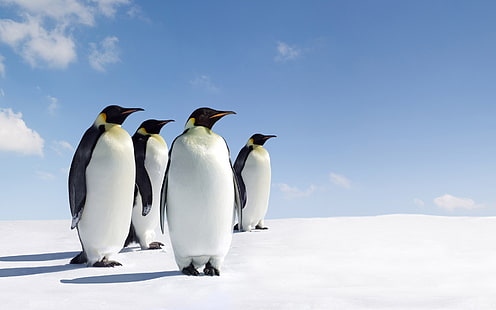 Manchots empereurs, pingouins, Fond d'écran HD HD wallpaper