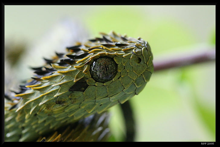 Reptil, Viper, Viper Bush berduri, Wallpaper HD