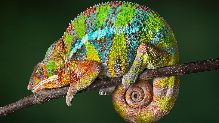 camaleão, réptil, colorido, lagarto, close-up, macro fotografia, HD papel de parede
