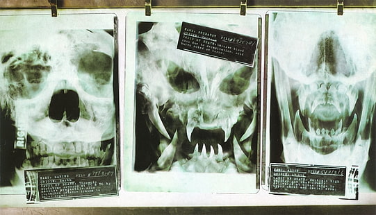 X-Ray result, Alien vs. Predator, Predator (movie), Alien (movie), HD wallpaper HD wallpaper