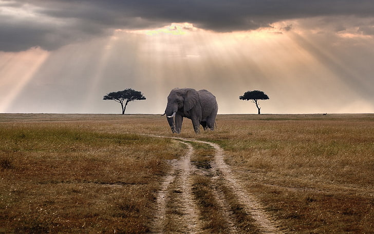 elefante, paisaje, Fondo de pantalla HD