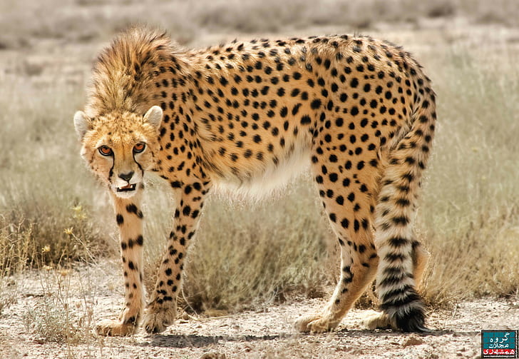 Iran, Cheetahs, Animals, Look, iran, cheetahs, djur, look, HD tapet