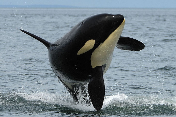orca, animals, HD wallpaper