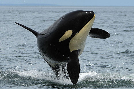 orca, animais, HD papel de parede HD wallpaper