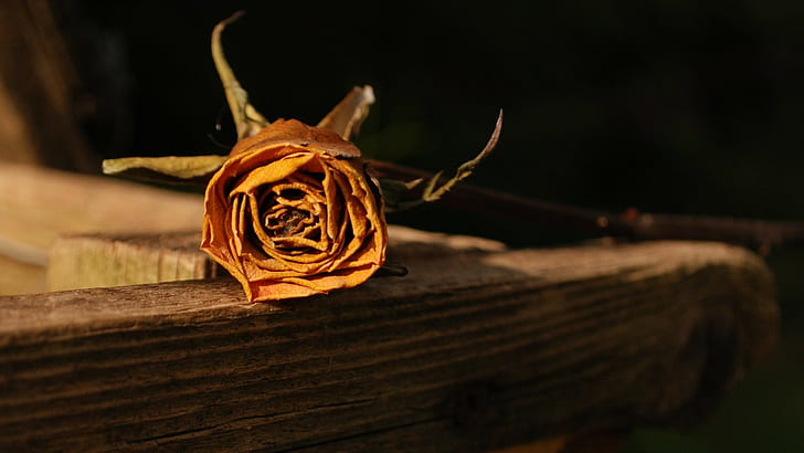 rose, flowers, yellow flowers, dry, wooden surface, HD wallpaper