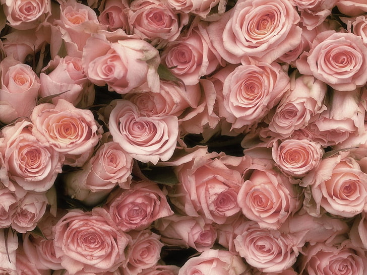 pink rose flower lot, rose, buds, pink, tender, HD wallpaper