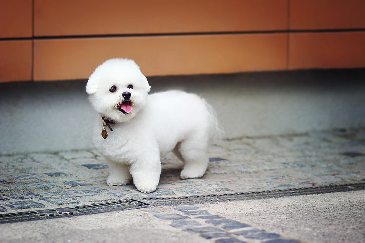 white bichon frise puppy, toy, cute, dog, baby, beautiful, puppy, plush, zoo, HD wallpaper