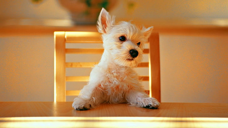 A Hungry Little Puppy, puppy, sweet, funny, table, animals, HD wallpaper