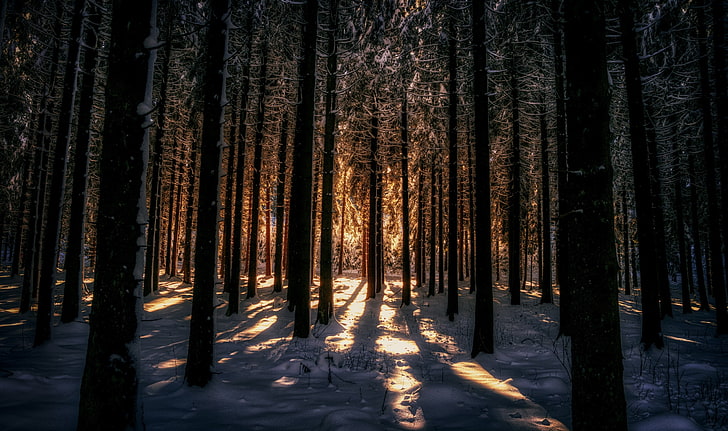 pine tree lot, dark, winter, sunlight, snow, trees, nature, HD wallpaper