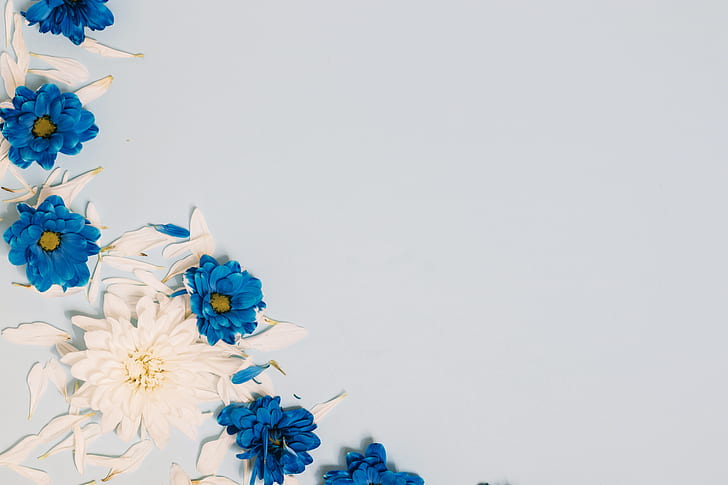 花、花びら、白、木、青、装飾、 HDデスクトップの壁紙