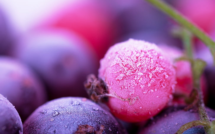 blueberries, fruits, close-up, frozen, Food, HD wallpaper