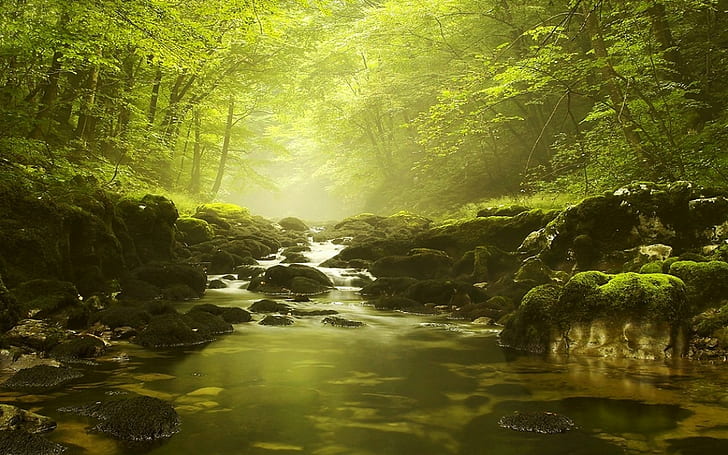 ธรรมชาติ, ภูมิทัศน์, ป่า, แม่น้ำ, หมอก, ตอนเช้า, มอส, ต้นไม้, สีเขียว, น้ำ, พุ่มไม้, วอลล์เปเปอร์ HD