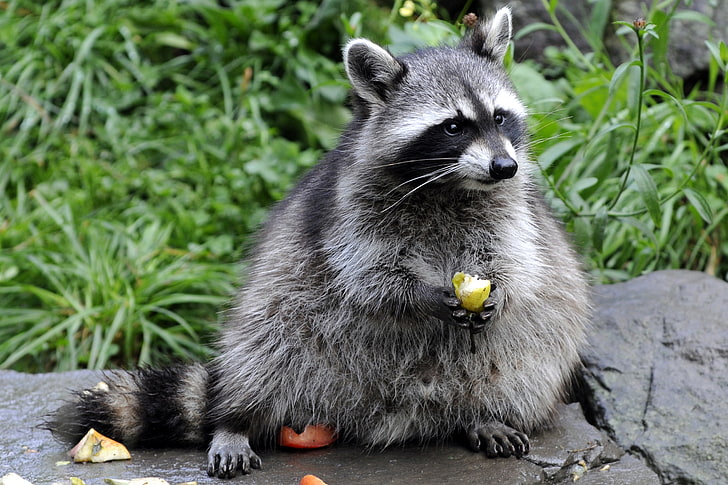 brown and black raccoon, grass, stone, raccoon, fruit, eating, HD wallpaper