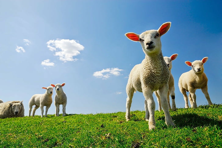 動物、羊、子羊、 HDデスクトップの壁紙
