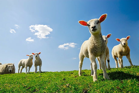 Animal, Sheep, Lamb, HD wallpaper HD wallpaper
