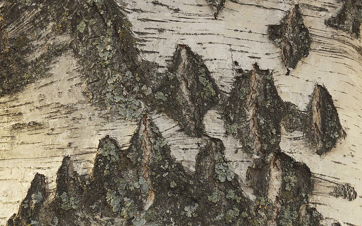 Corteccia di betulla, lichene, dettaglio, primo piano, betulla, corteccia, natura e paesaggi, Sfondo HD