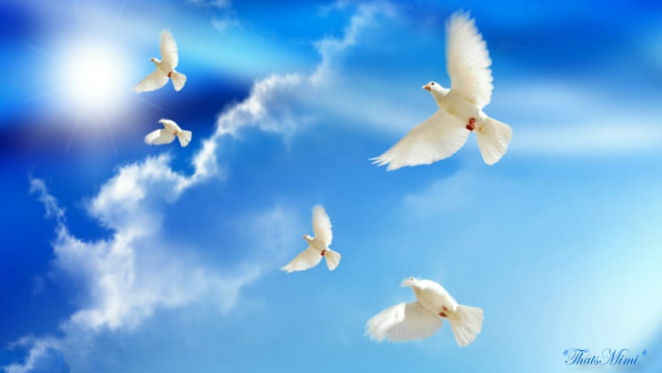 ~ * ~ Doves Peace ~ * ~, 5 uccelli piumati bianchi, blu, colombe, pace, nuvole, Sfondo HD