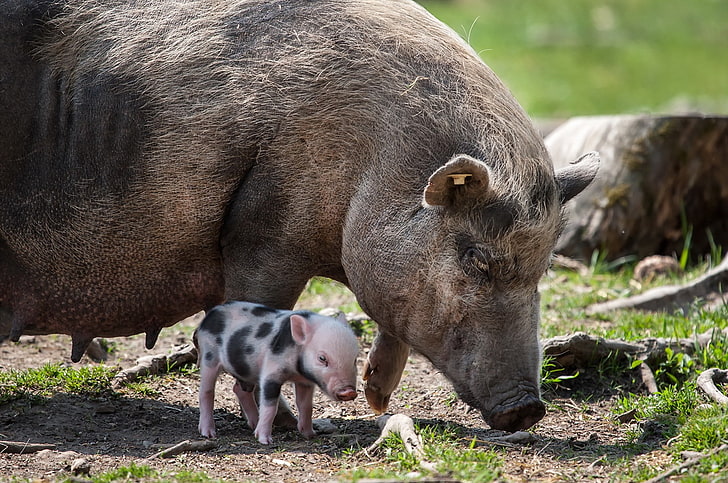 الخنازير والحيوانات وحيوانات الأطفال، خلفية HD