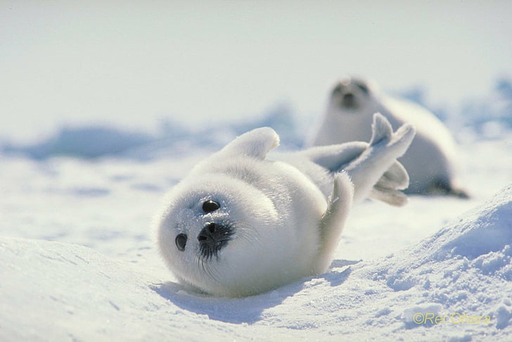 Animal, Seal, Harp Seal, Japan, HD wallpaper