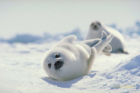 Animal, Seal, Harp Seal, Japan, วอลล์เปเปอร์ HD HD wallpaper
