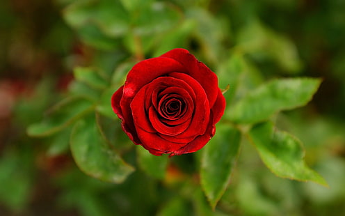 цветя, роза, червени цветя, природа, замъглени, HD тапет HD wallpaper