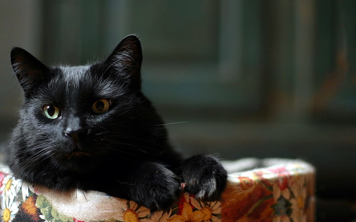 Tiere, schwarze Katzen, Katze, HD-Hintergrundbild