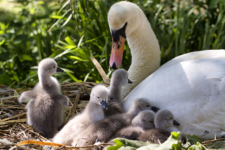 white goose, swans, Chicks, motherhood, brood, HD wallpaper