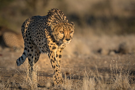 Çita yaban hayatı, kahverengi leopar, çita, yaban hayatı, hayvanlar, s, En iyi s, HD masaüstü duvar kağıdı HD wallpaper