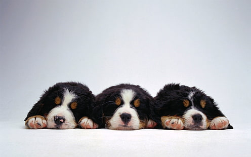 животные собаки щенки клык бернский зенненхунд 1920x1200 животные животные собаки HD Art, животные, собаки, HD обои HD wallpaper