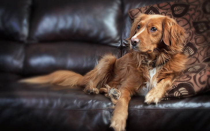 brown and black short-coated puppy, dog, couch, animals, HD wallpaper