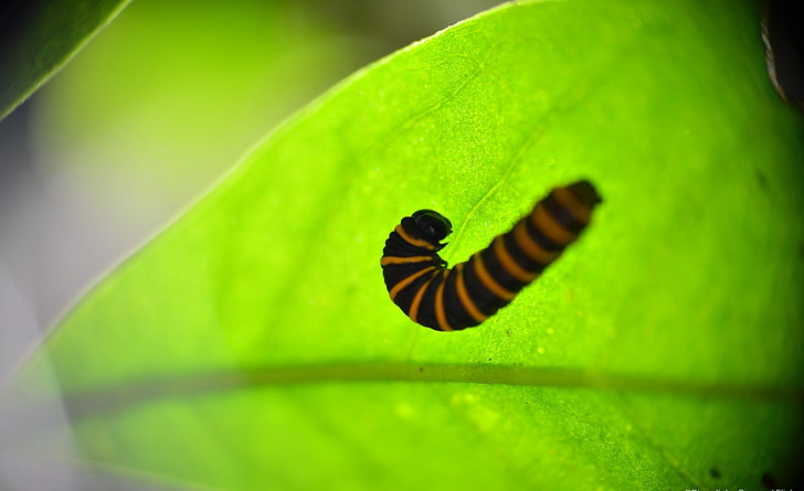 Caterpillar in a Leaf, Animals, Insects, luz, nature, life, vida, macro, green, leaves, leaf, folha, sun, sol, sunlight, verde, caterpillar, caterpillarleaf, behind, insect, inseto, insetofolha, luz do sol, HD wallpaper