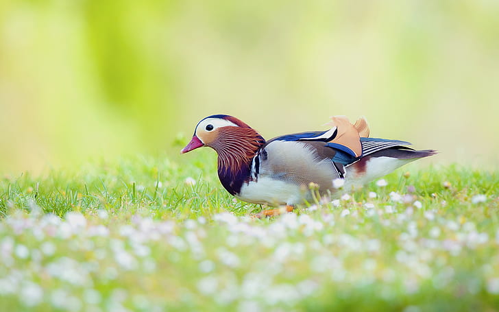 Mandarin duck in the grass, blur background, grey black and red bird, Duck, Grass, Blur, Background, HD wallpaper