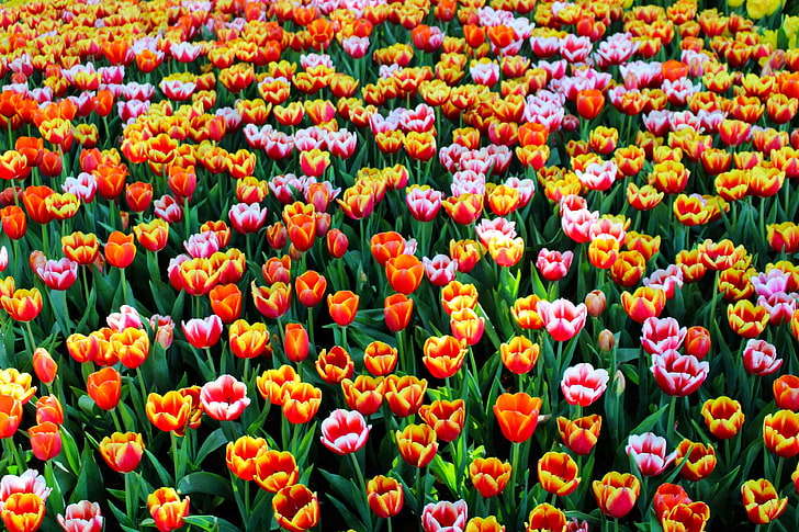 piękny, kwitnący, kwitnąć, jasny, kolorowy, delikatny, pole, flora, kwiaty, świeży, ogród, wzrost, krajobraz, liście, Natura, na dworze, roślina, pora roku, wiosna, lato, tulipany, żywe, Tapety HD
