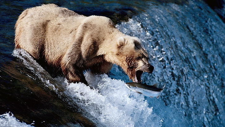 bear catching fish, HD wallpaper