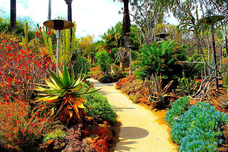 botanical, cactuses, california, garden, gardens, marino, nature, san, usa, HD wallpaper